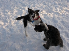 Gamble plays with Hank