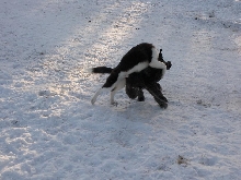 Gamble wrestle