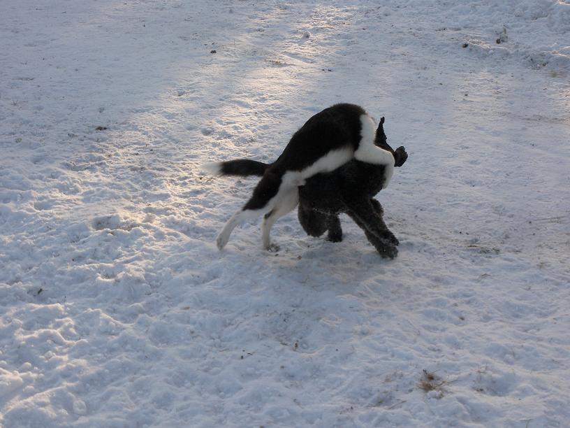 Gamble wrestle