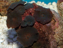 Saltwater - Austin Aquariums