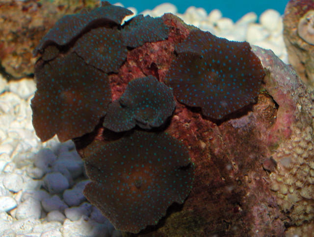 Saltwater - Austin Aquariums