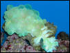 Saltwater Photos