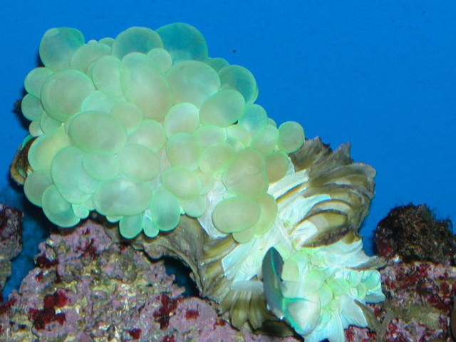 Saltwater Photos