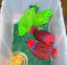 2.2 Eclectus