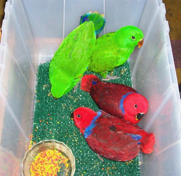 2.2 Eclectus