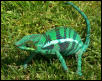 Malm breeder Ambanja panther