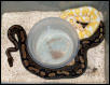 Albino breeding