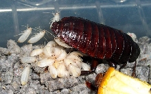 Birth of a roach 10 minutes later