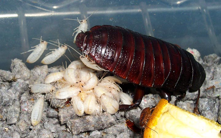Birth of a roach 10 minutes later