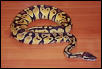 Female pastel Ball
