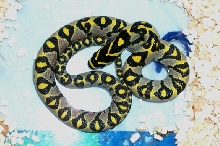 Mandarin rat