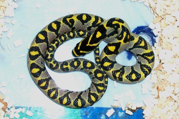 Mandarin rat