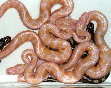 Ball python clutch