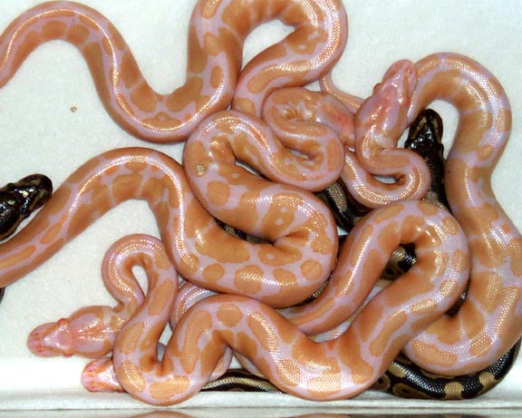 Ball python clutch