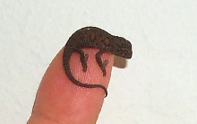 baby carpet chameleon