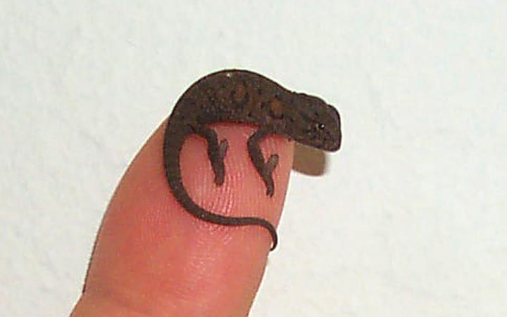 baby carpet chameleon