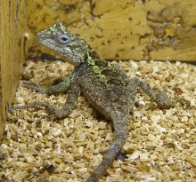 Unknown lizard species