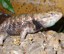 Sceloporus