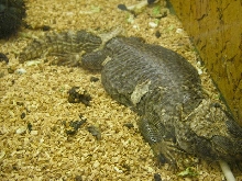 Uromastyx