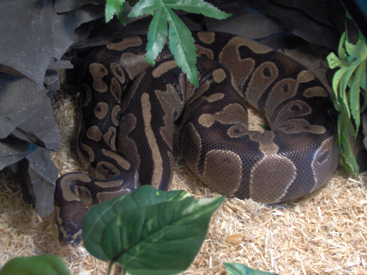 big mama