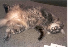 Akasha: May , 1991 - July 5th , 2006