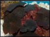 Saltwater - Austin Aquariums