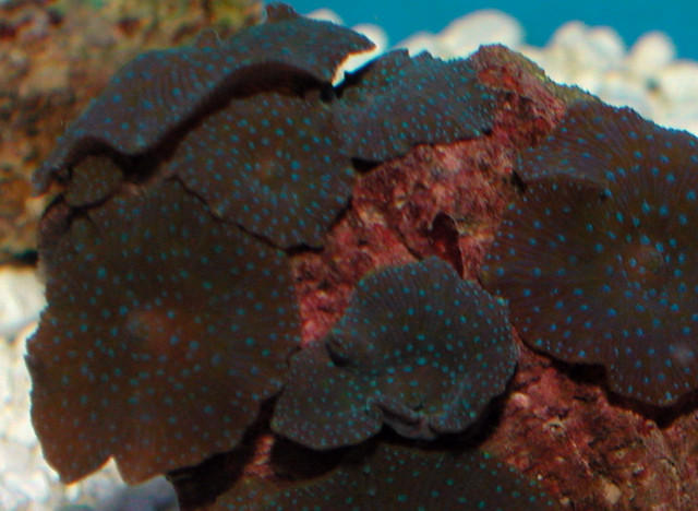 Saltwater - Austin Aquariums