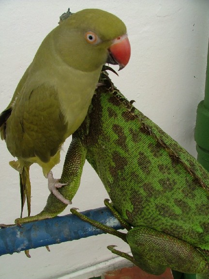 ig & corky