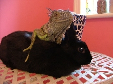 piggles&jojo