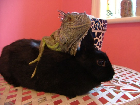 piggles&jojo