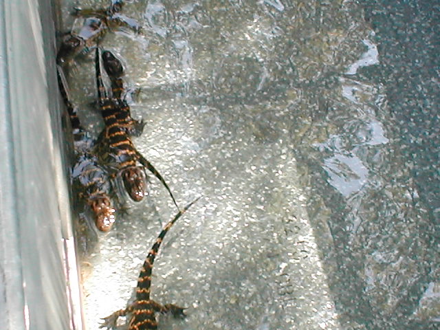 MYGATORS