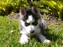 Xander after a bath