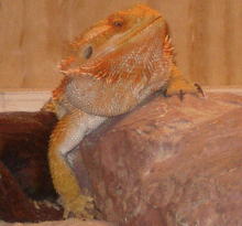 My Rock