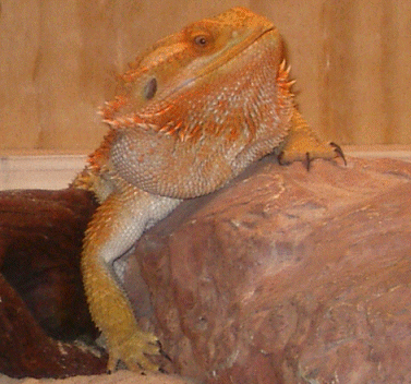 My Rock