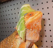 New Hat
