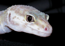 Scully's Eye