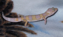 Scully's New Color's