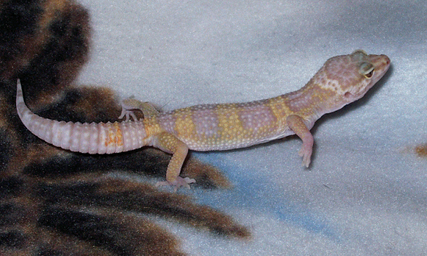 Scully's New Color's