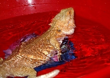 Zabaa Soaking