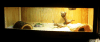 Zabaa's House-Natural Light