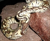 Lesser platty