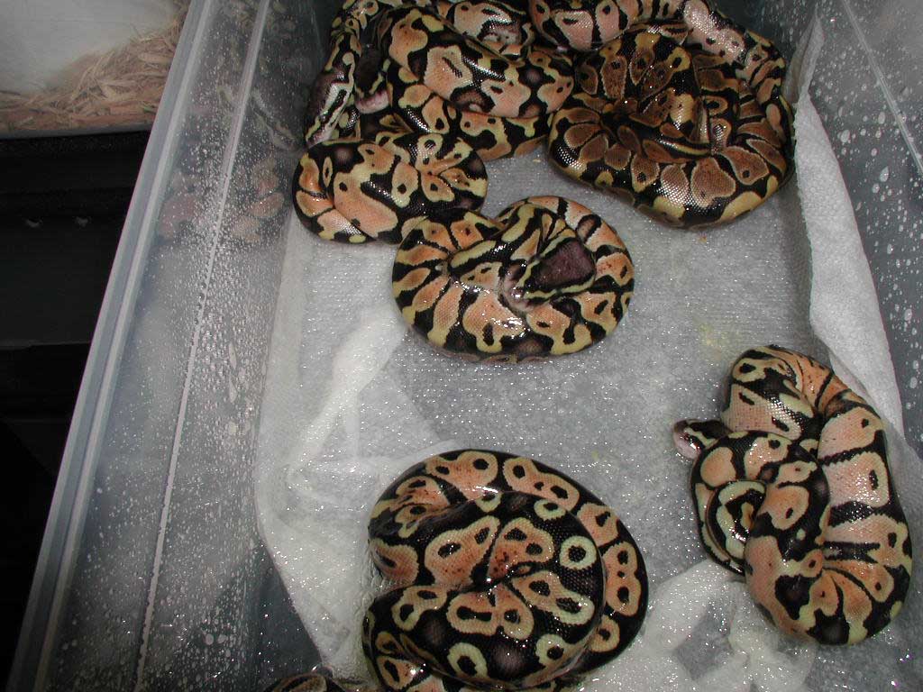 Lemon Pastels