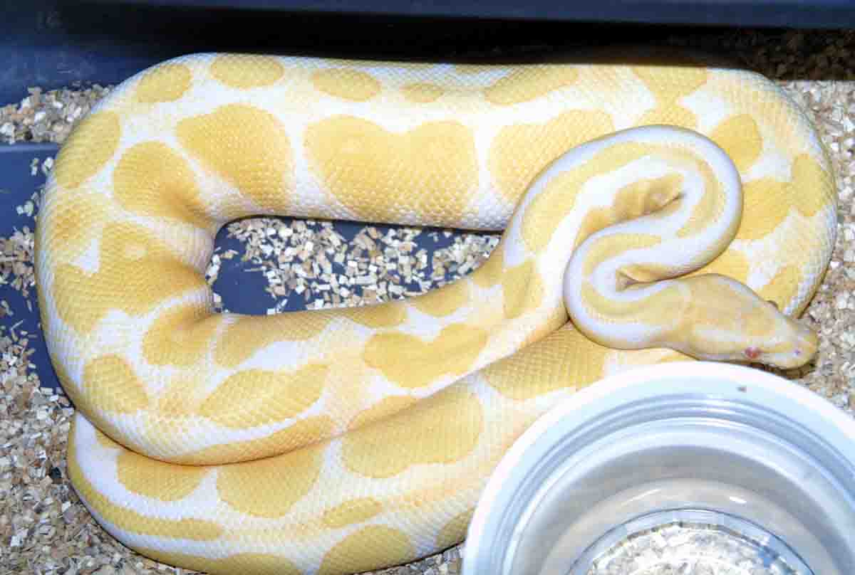 albino female
