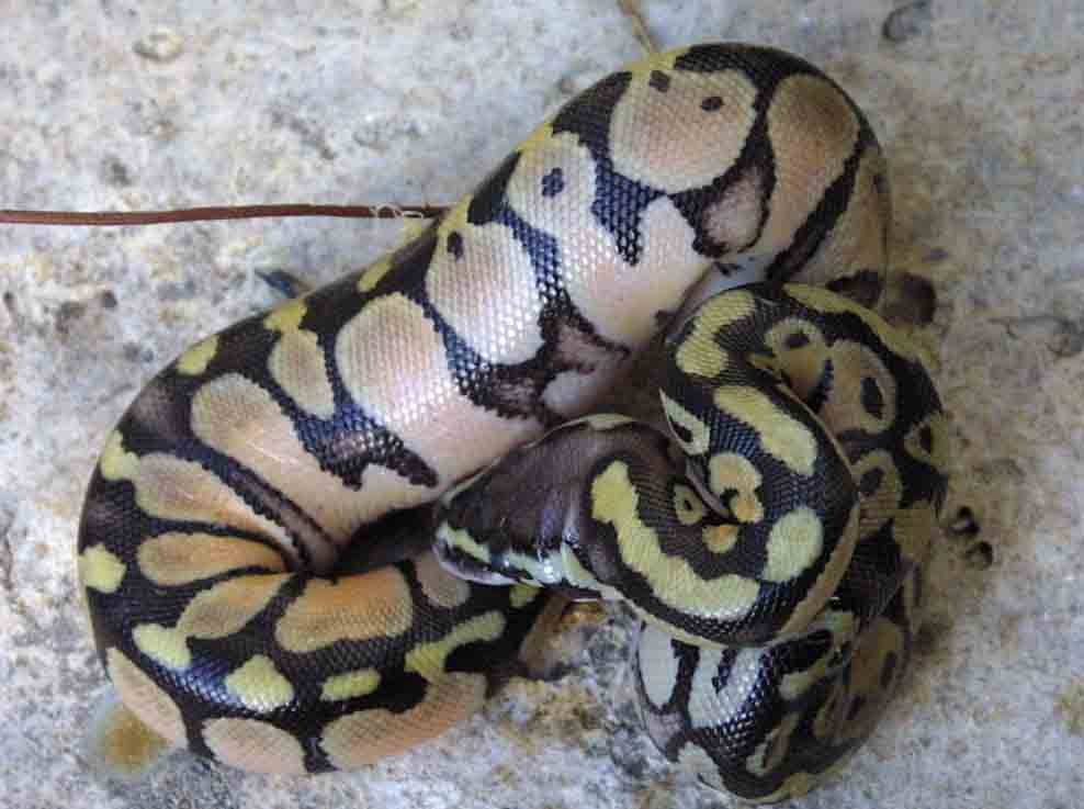 2006 lemon pastel