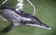 rough tooth dolphin