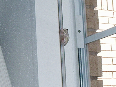 willow on window