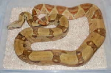 pastel/hypo
