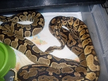 odd female