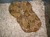 hypo female