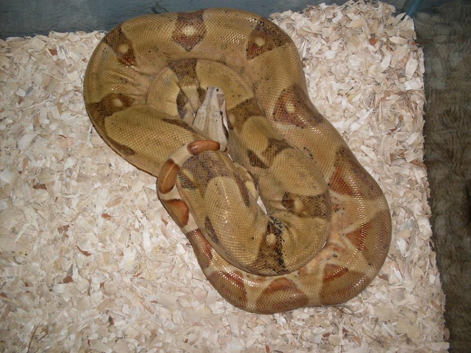 hypo female